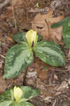 Pale yellow trillium